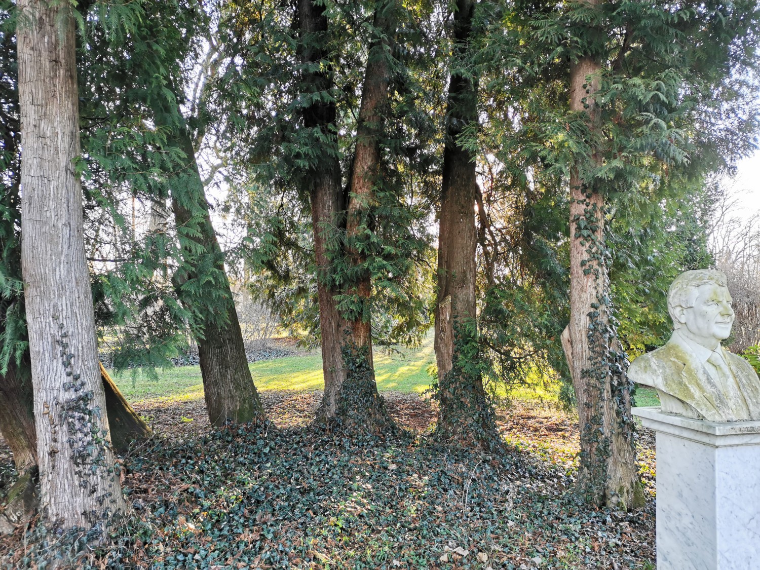 Thuja occidentalis - Reichenschwand - 2021