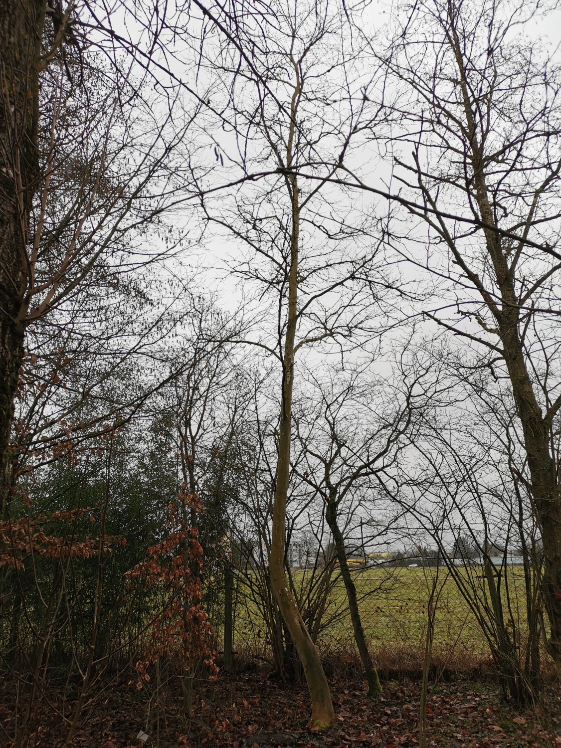 'Suttneri' × hispanica Platanus
