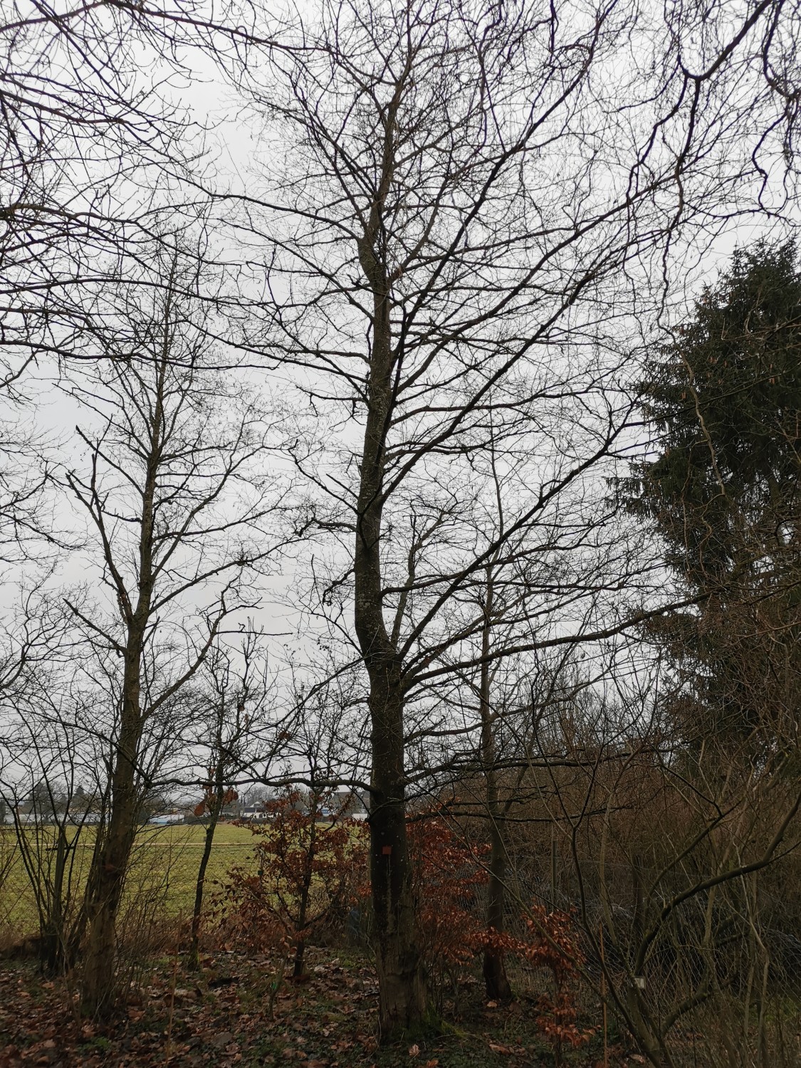 Alnus incana subsp. tenuifolia