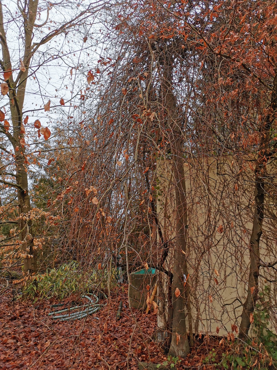 'Retroflexa' Fagus sylvatica