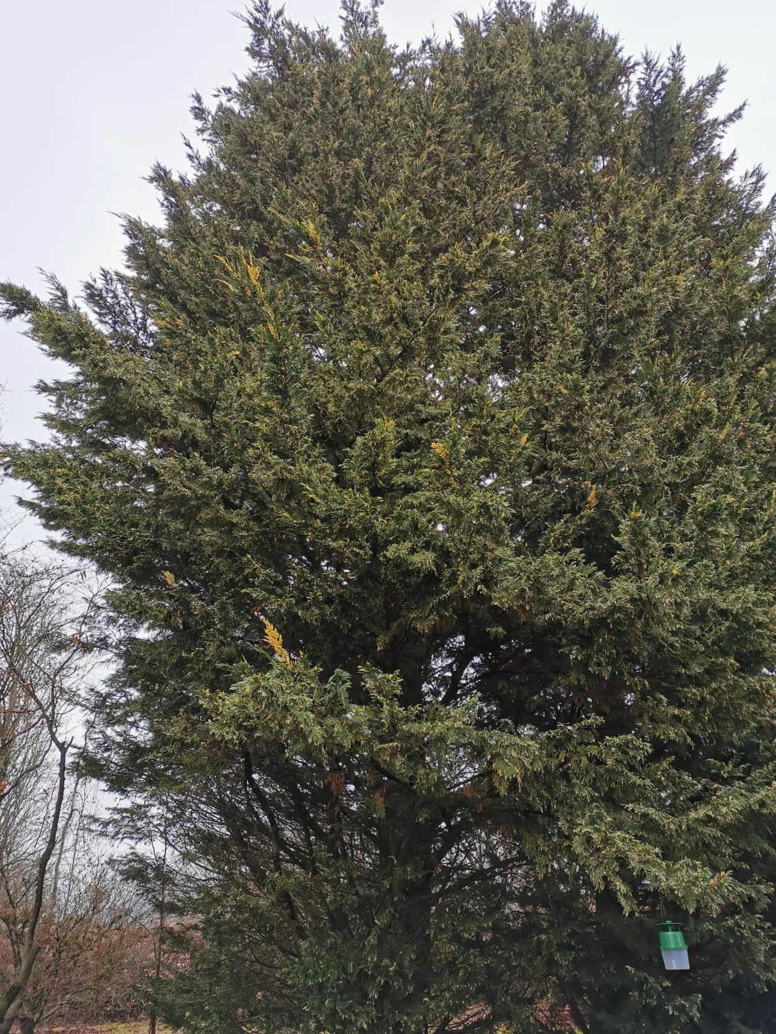 'Albovariegata' Cupressus nootkatensis