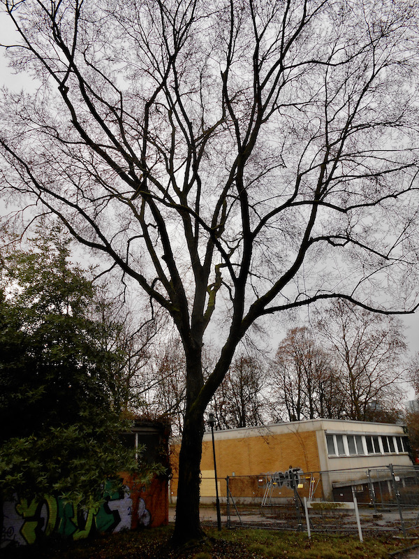 'Sapporo Autumn Gold' keine Artzuordnung Ulmus