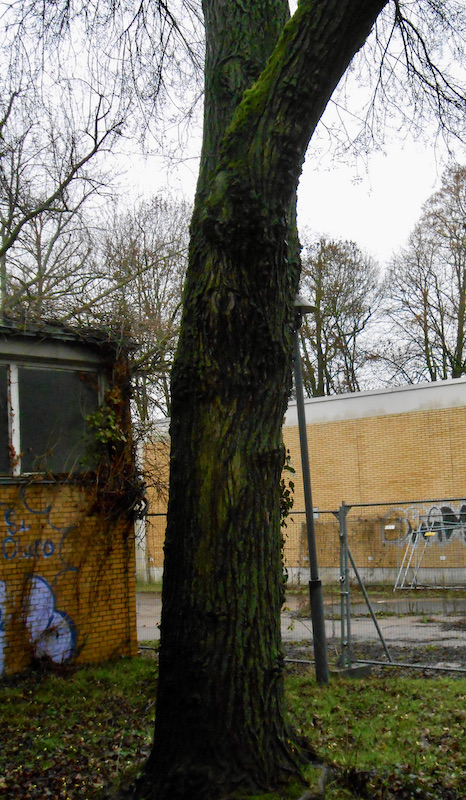 Ulmus 'Sapporo Autumn Gold' - Frankfurt, Botanischer Garten - 2021