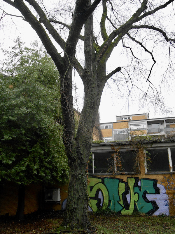 Ulmus 'Sapporo Autumn Gold' - Frankfurt, Botanischer Garten - 2021