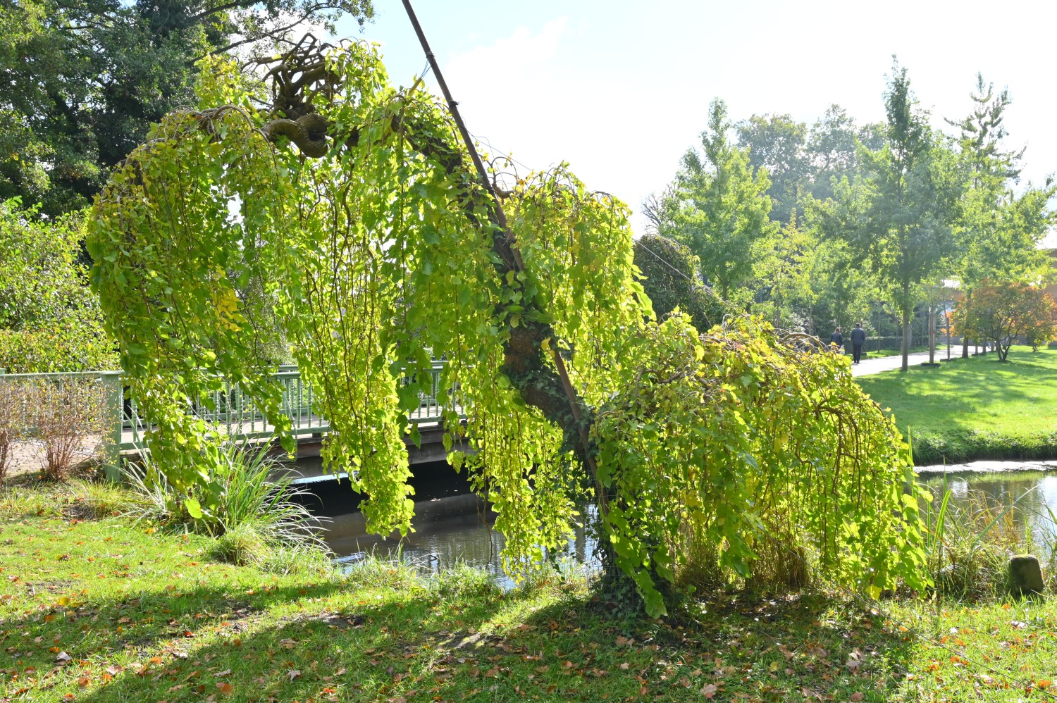 'Pendula' alba Morus