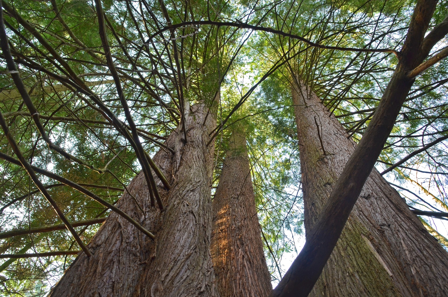 Thuja plicata im Florianwald, Blick in die Krone - März 2021