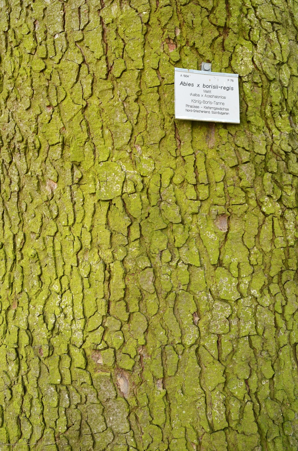 × borisii-regis Abies