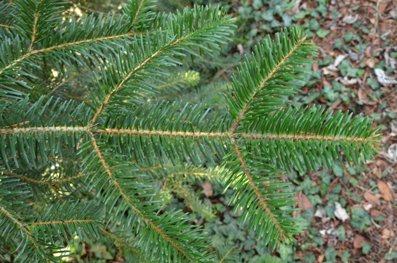 Hohenheim, König Boris-Tanne 1, Zweig - Sept. 2023