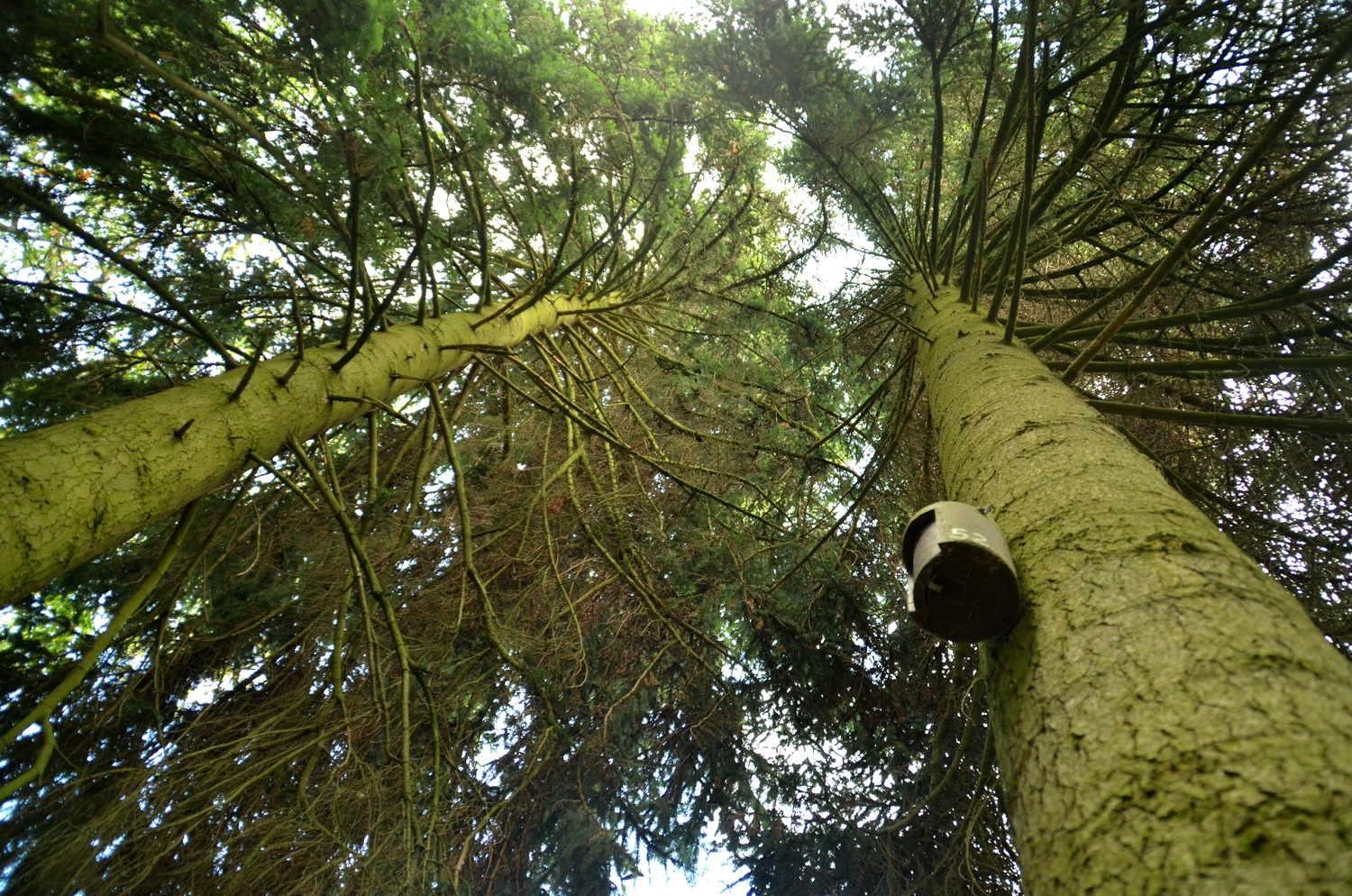 Abies × borisii-regis (links) - Stuttgart-Hohenheim - Sept. 2023