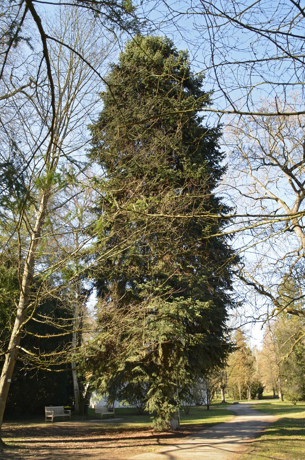 × borisii-regis Abies