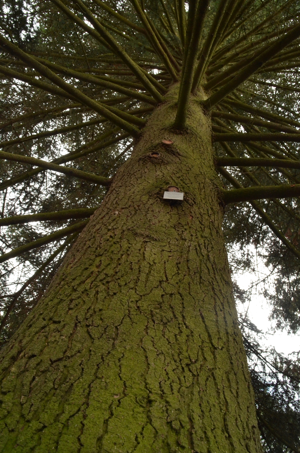 Abies nordmanniana subsp. equi-trojani