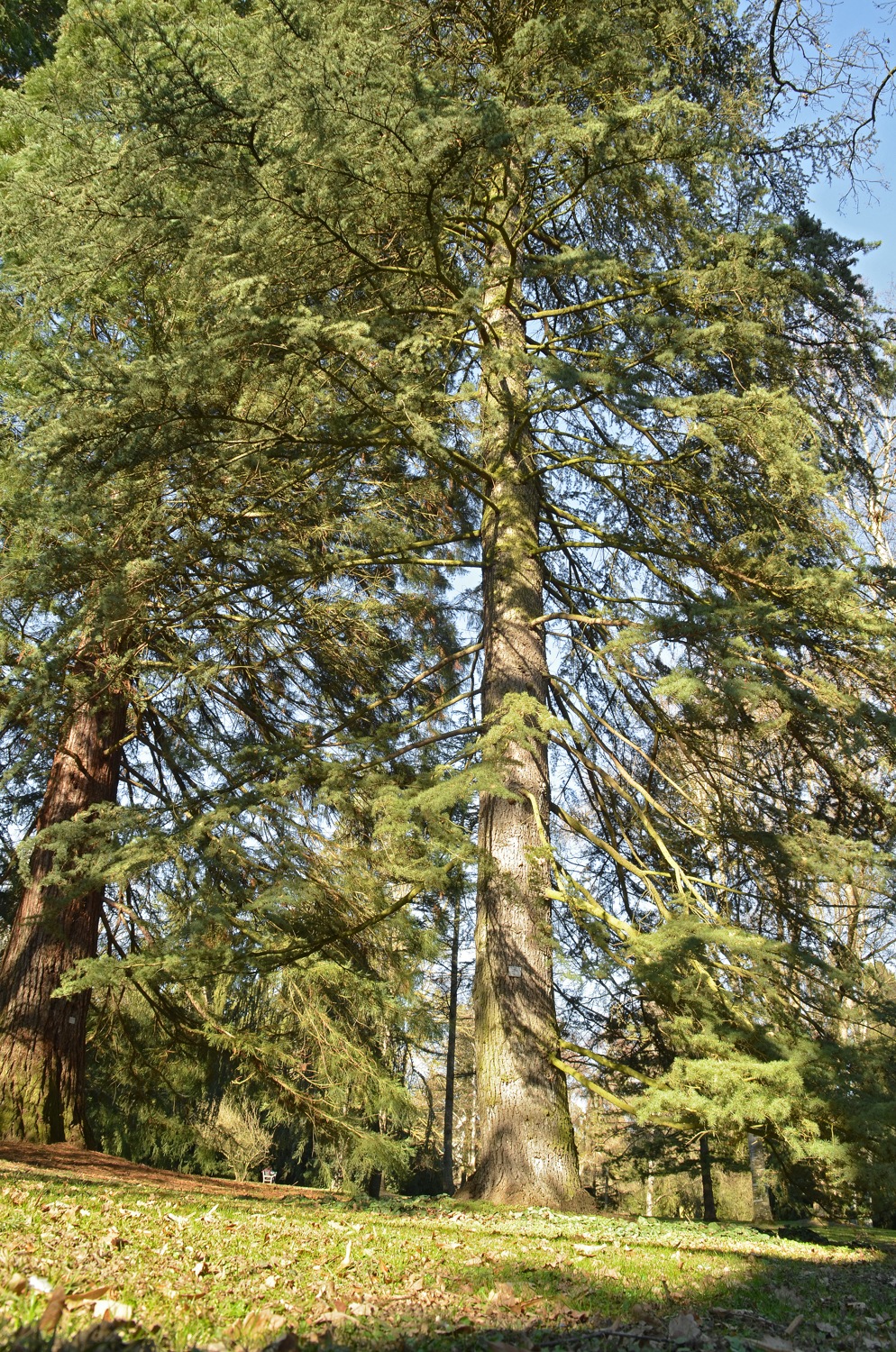 Cedrus libani var. stenocoma