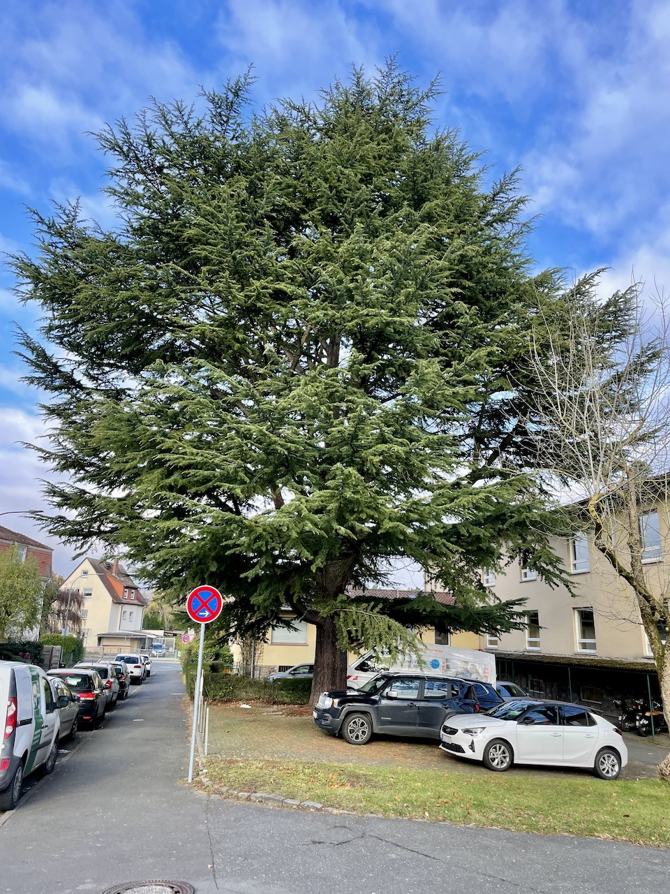 Cedrus deodara - Oberursel - November 2023