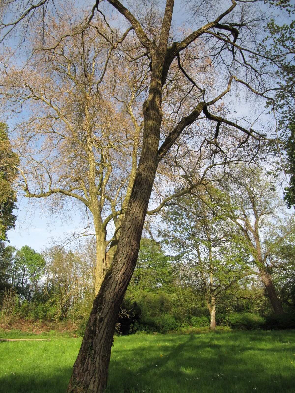 Nyssa sylvatica - Schlosspark Heltorf - April 2023