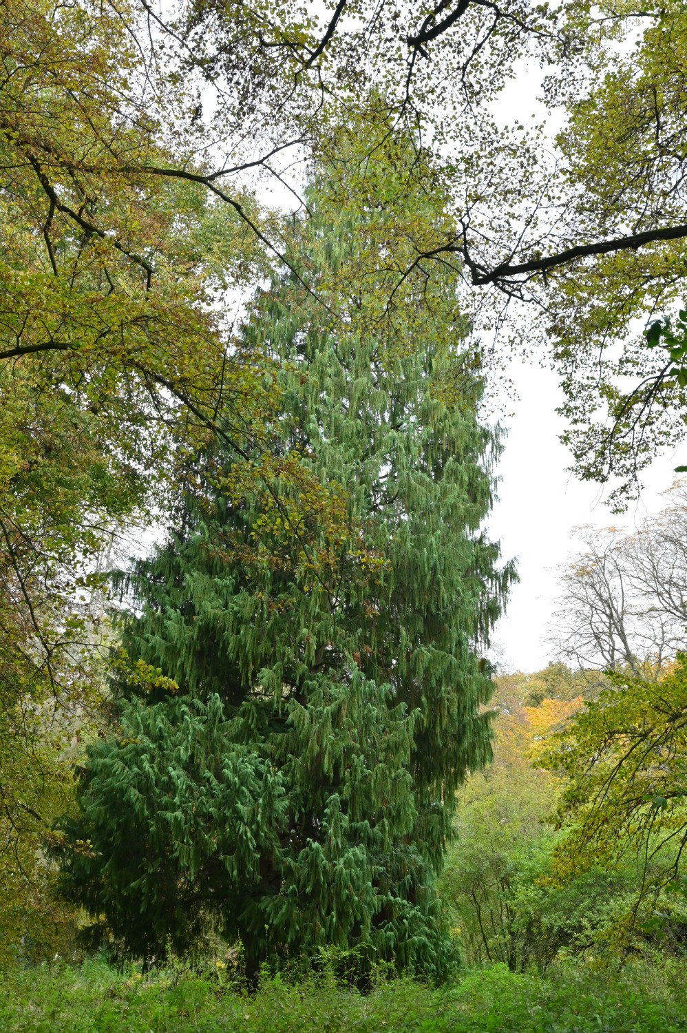 Cupressus nootkatensis