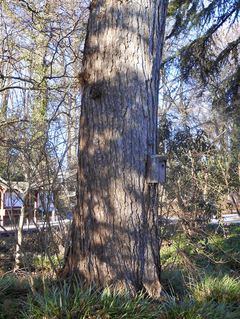 Larix kaempferi - Frankfurt, Botanischer Garten - 2021
