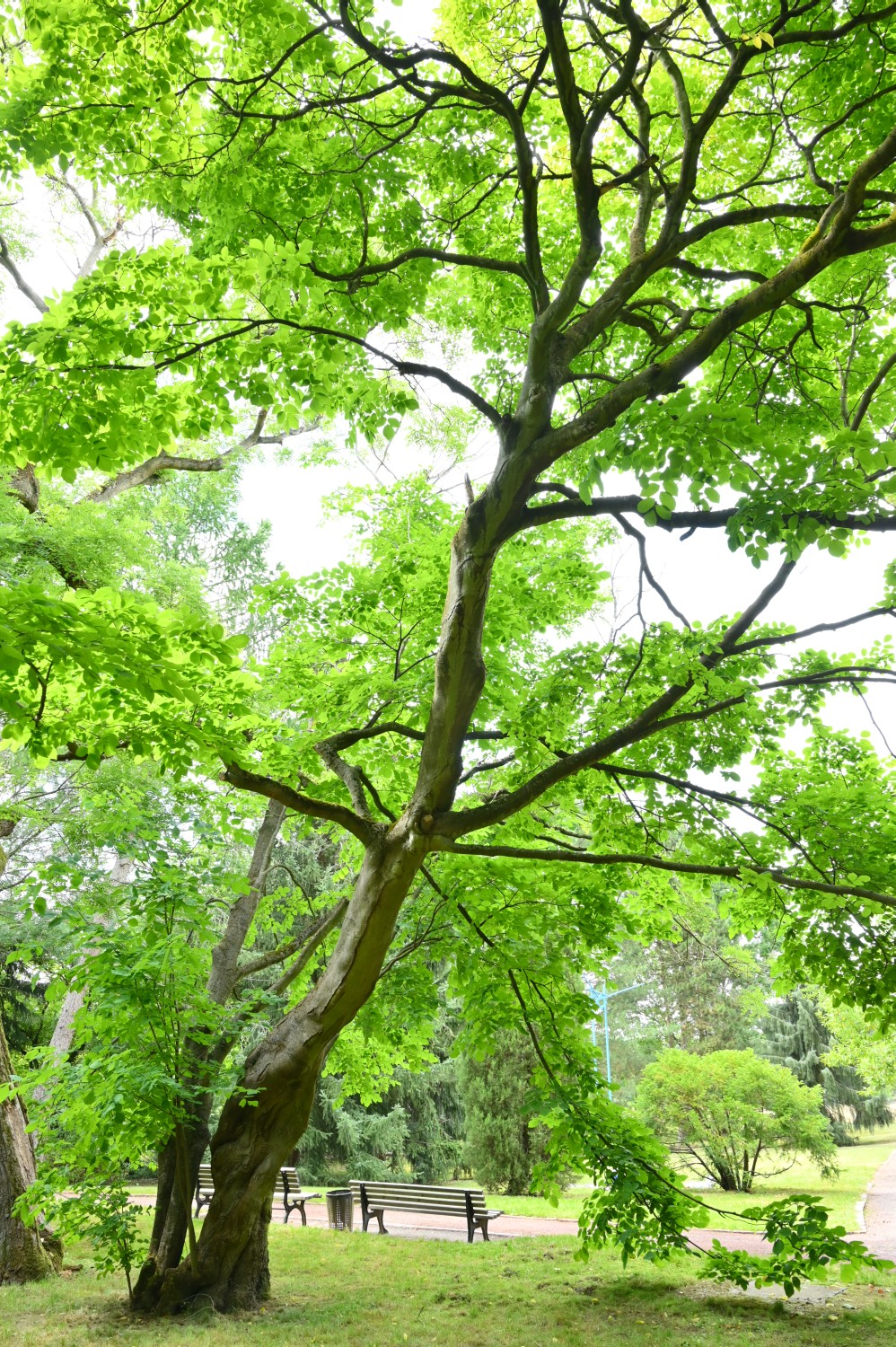 Cladrastis kentukea - Berlin-Blankenfelde - 2022