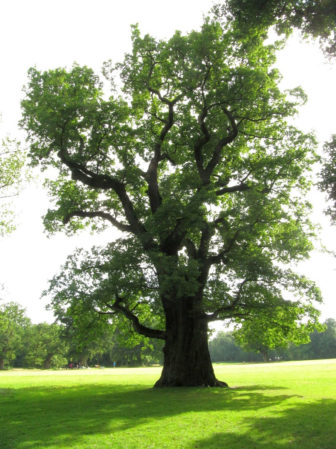 Quercus robur