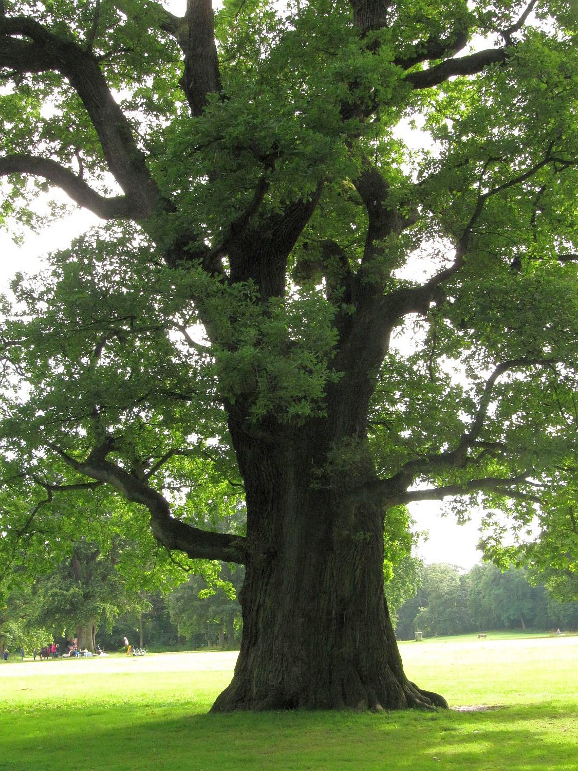 Quercus robur - Hamburg Jenischpark - 2021