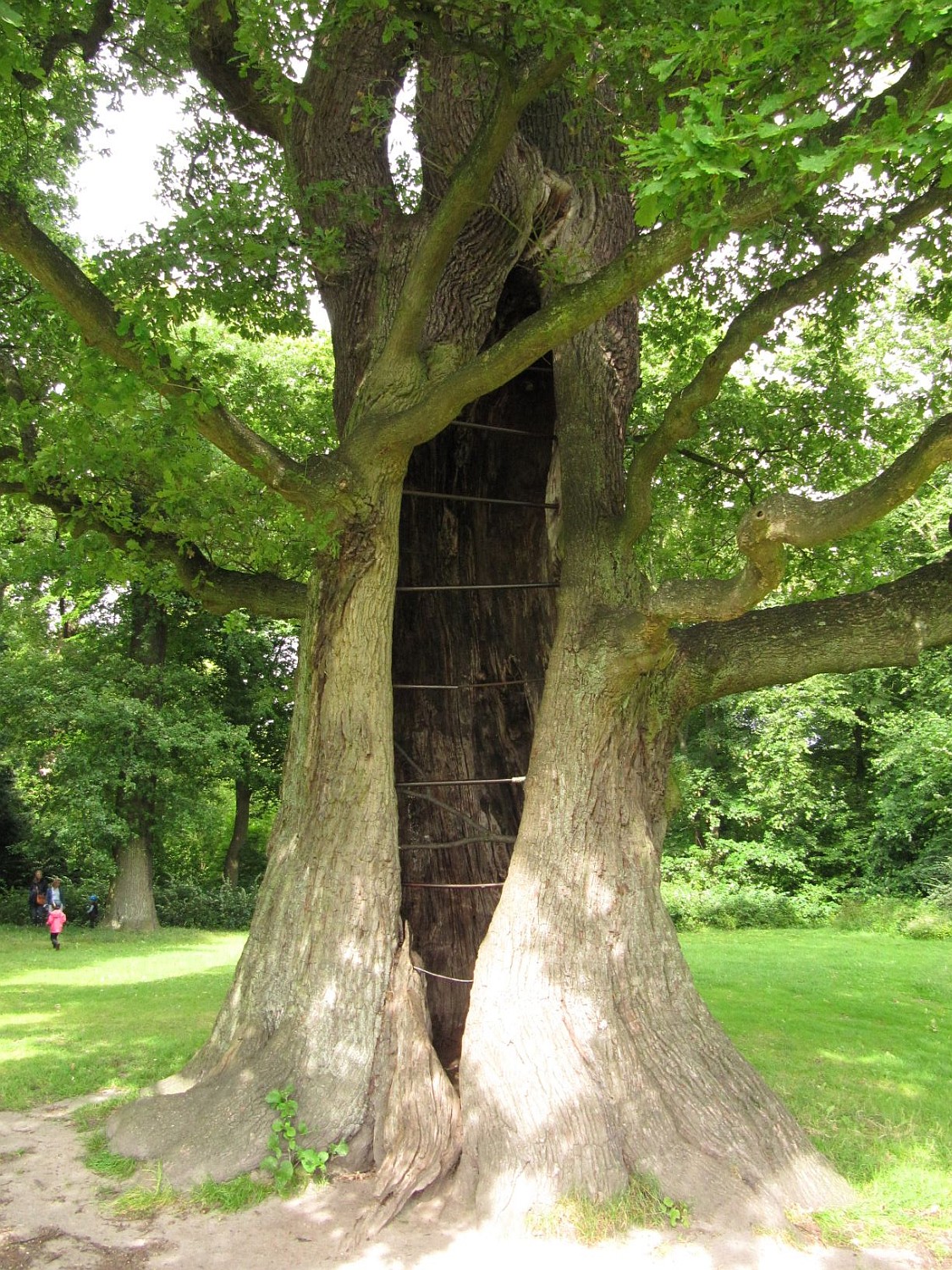 Quercus robur - Hamburg Jenischpark - 2021