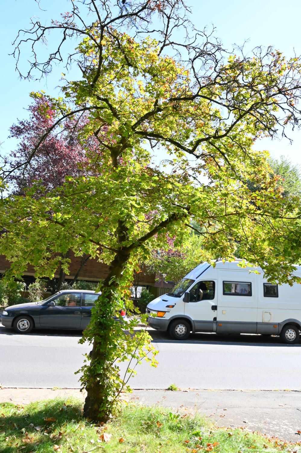 'Palmatifidum' Acer platanoides