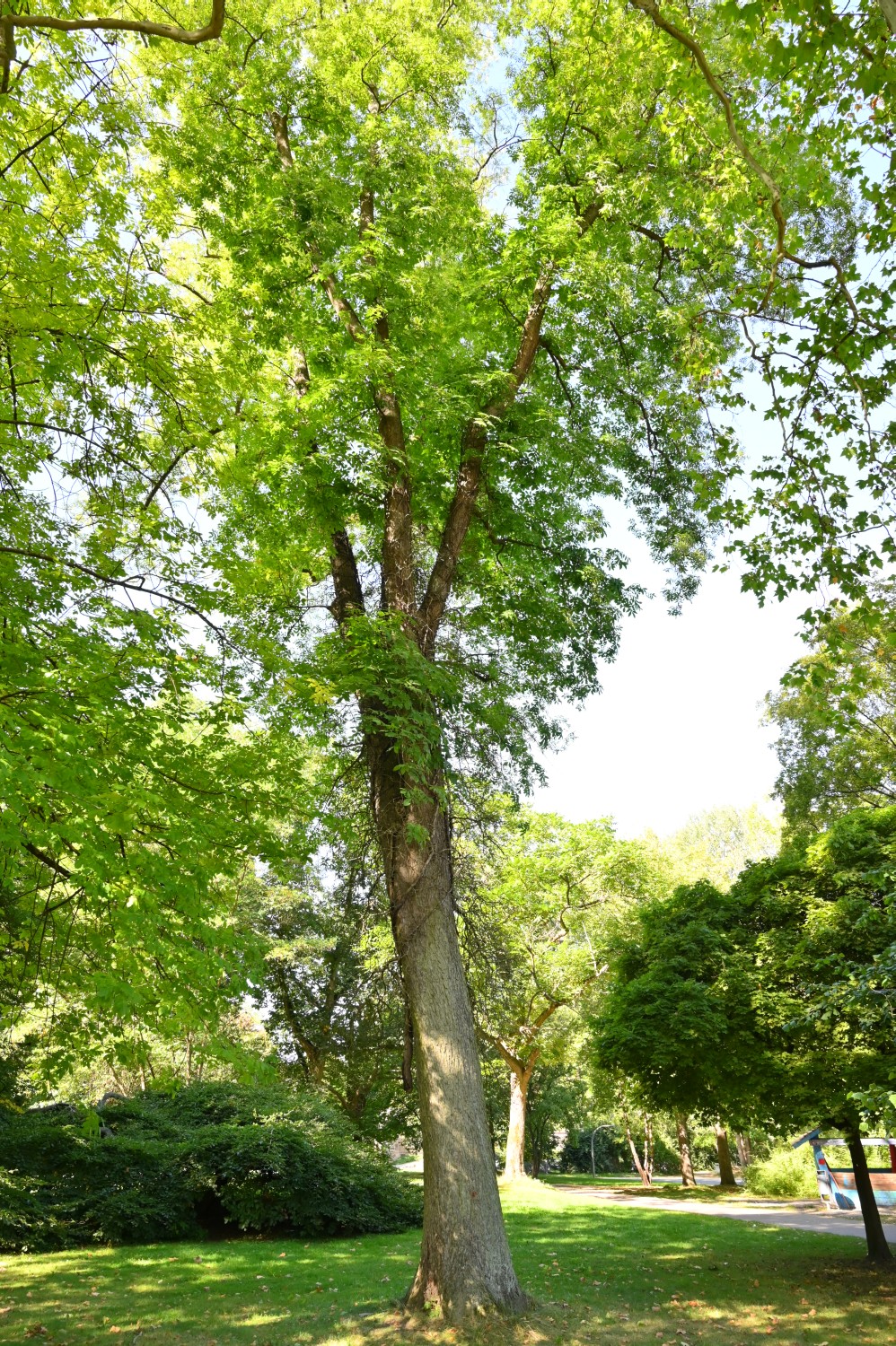 Carya cordiformis