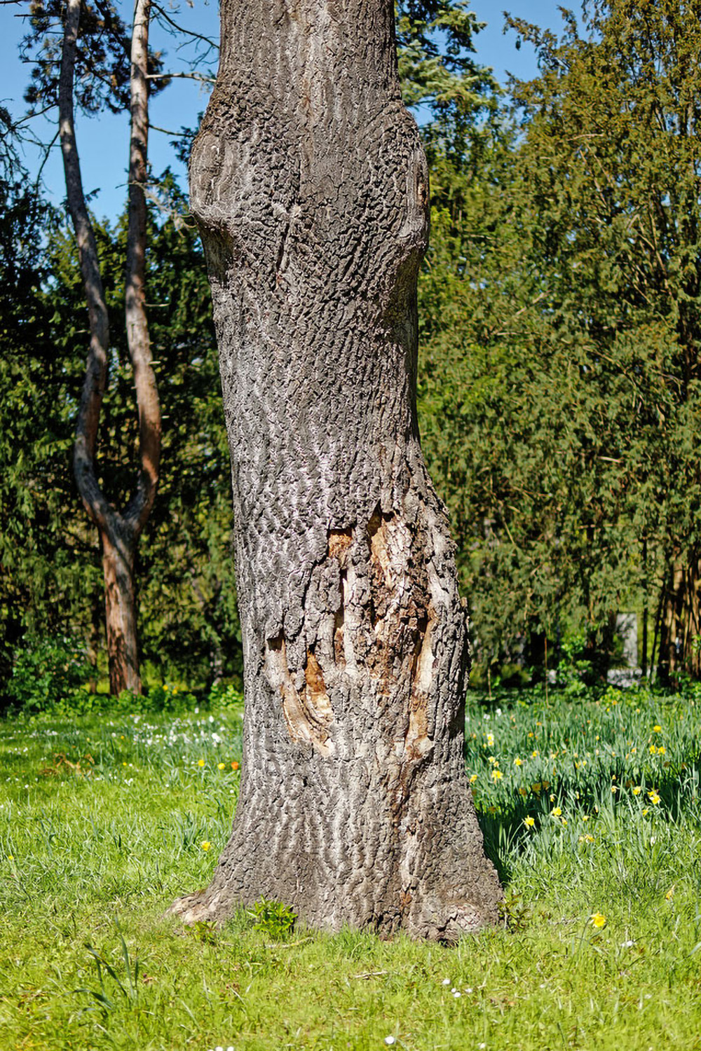 Paulownia tomentosa - Ringpark Würzburg - 2022