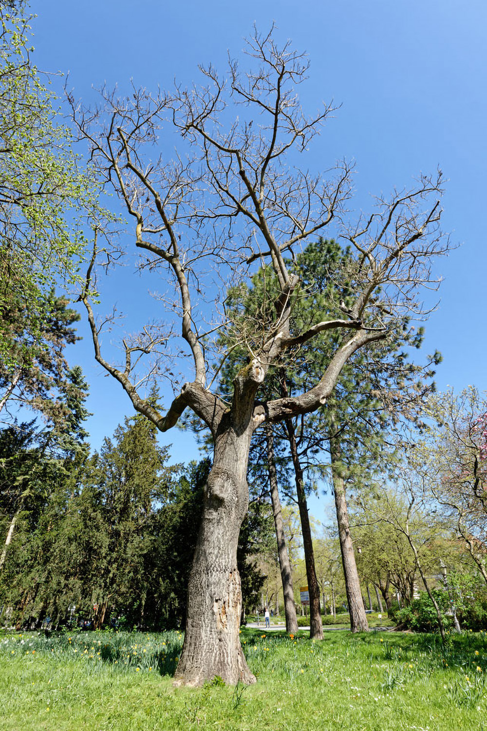 Paulownia tomentosa - Ringpark Würzburg - 2022