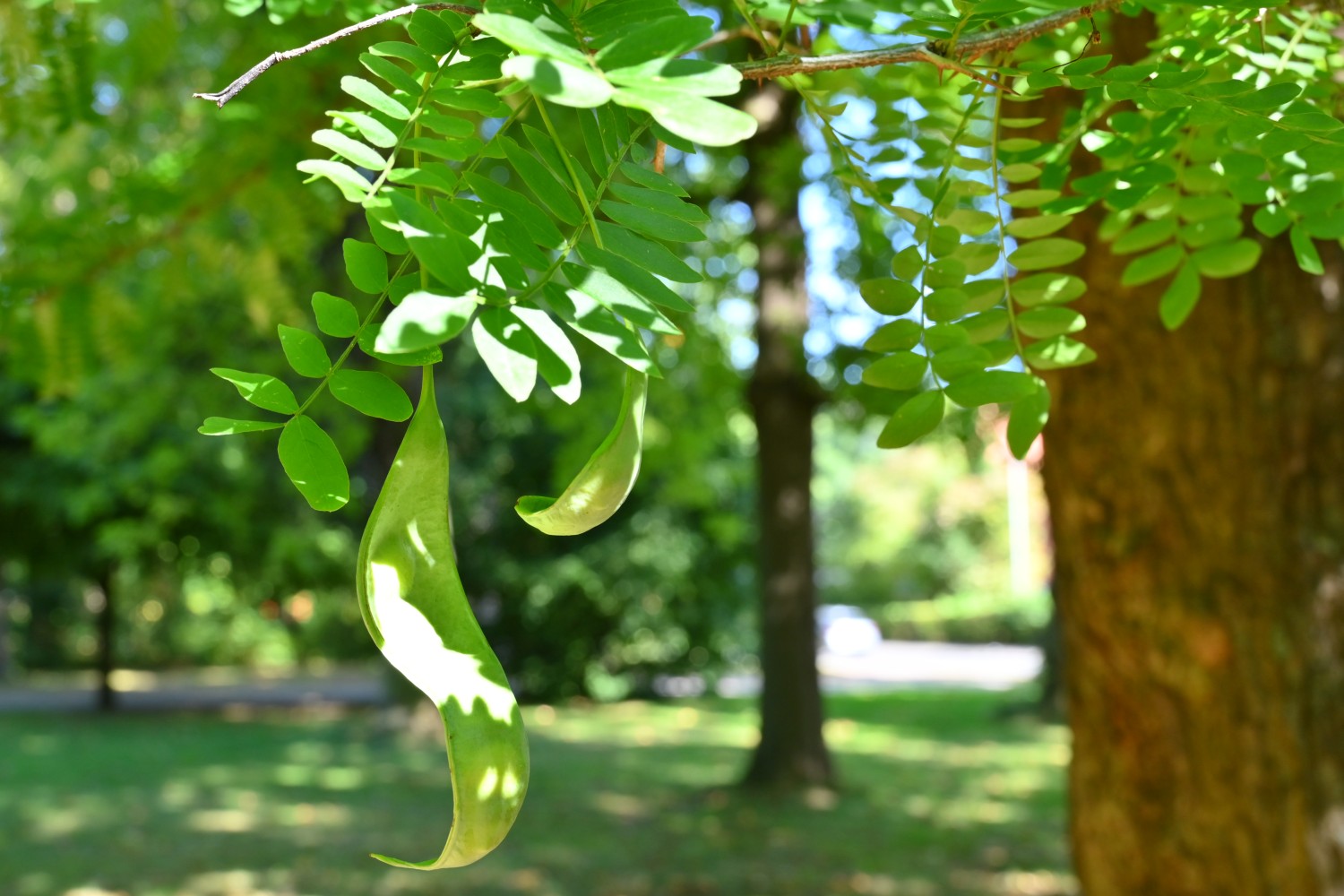 Gleditsia caspica - Hannoversch Münden - 2020