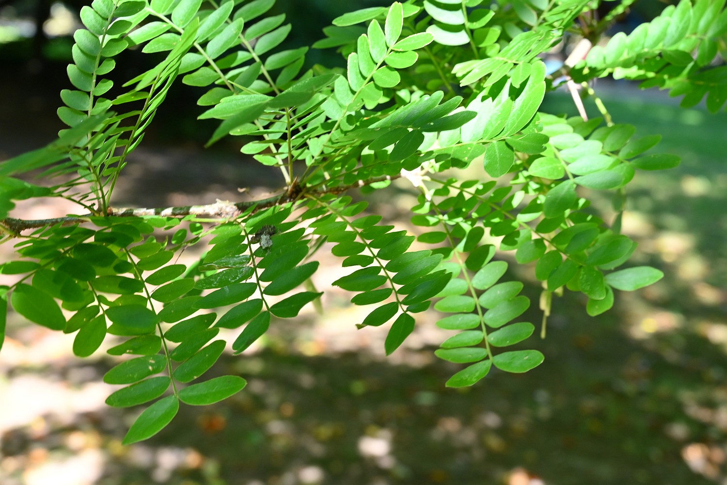 Gleditsia caspica - Hannoversch Münden - 2020