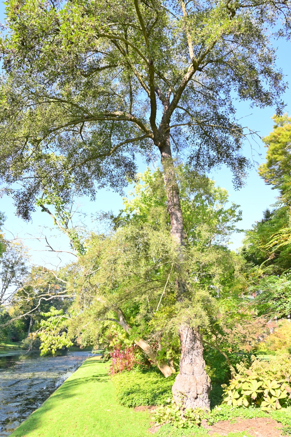'Imperialis' Alnus glutinosa