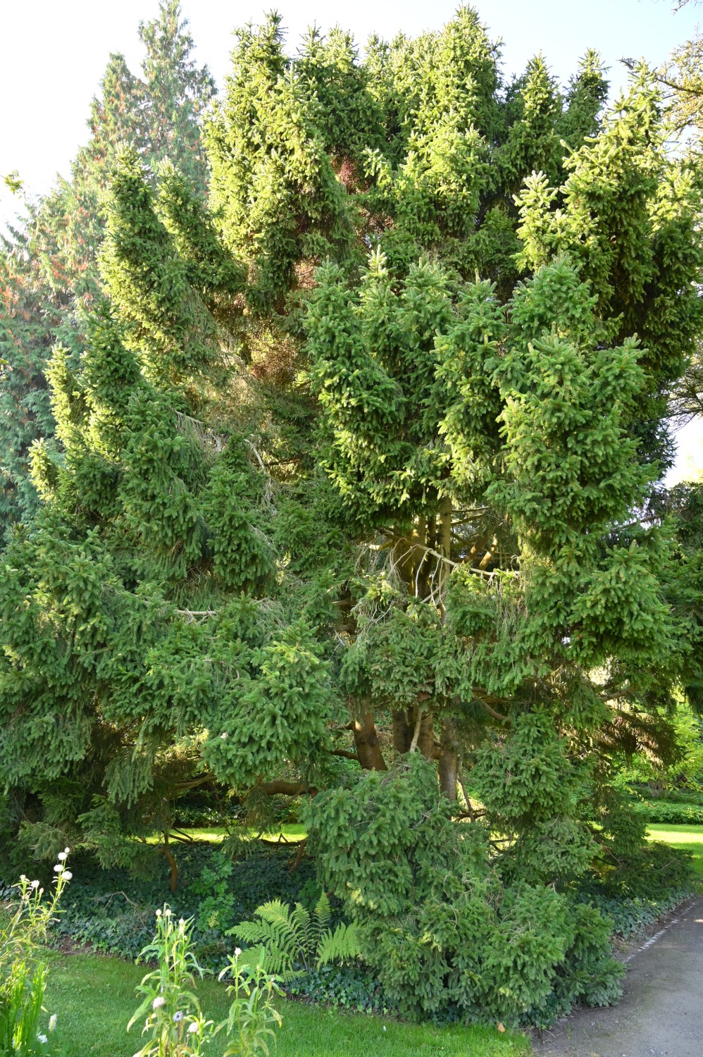 'Pygmaea' abies Picea