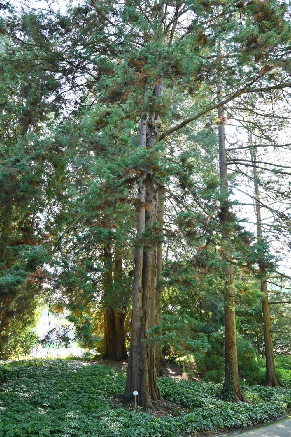 'Squarrosa' Chamaecyparis pisifera