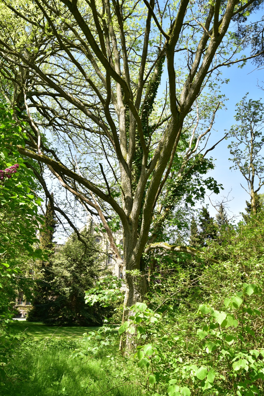 Phellodendron amurense - Neetzow - 2017