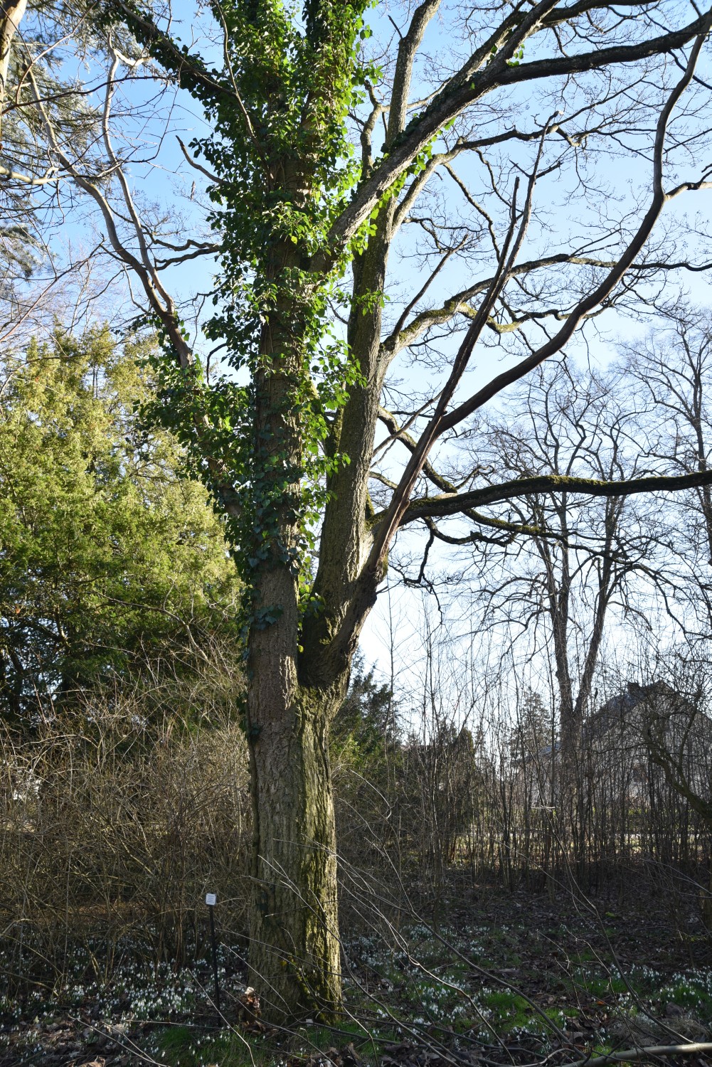 Phellodendron amurense - Neetzow - 2019