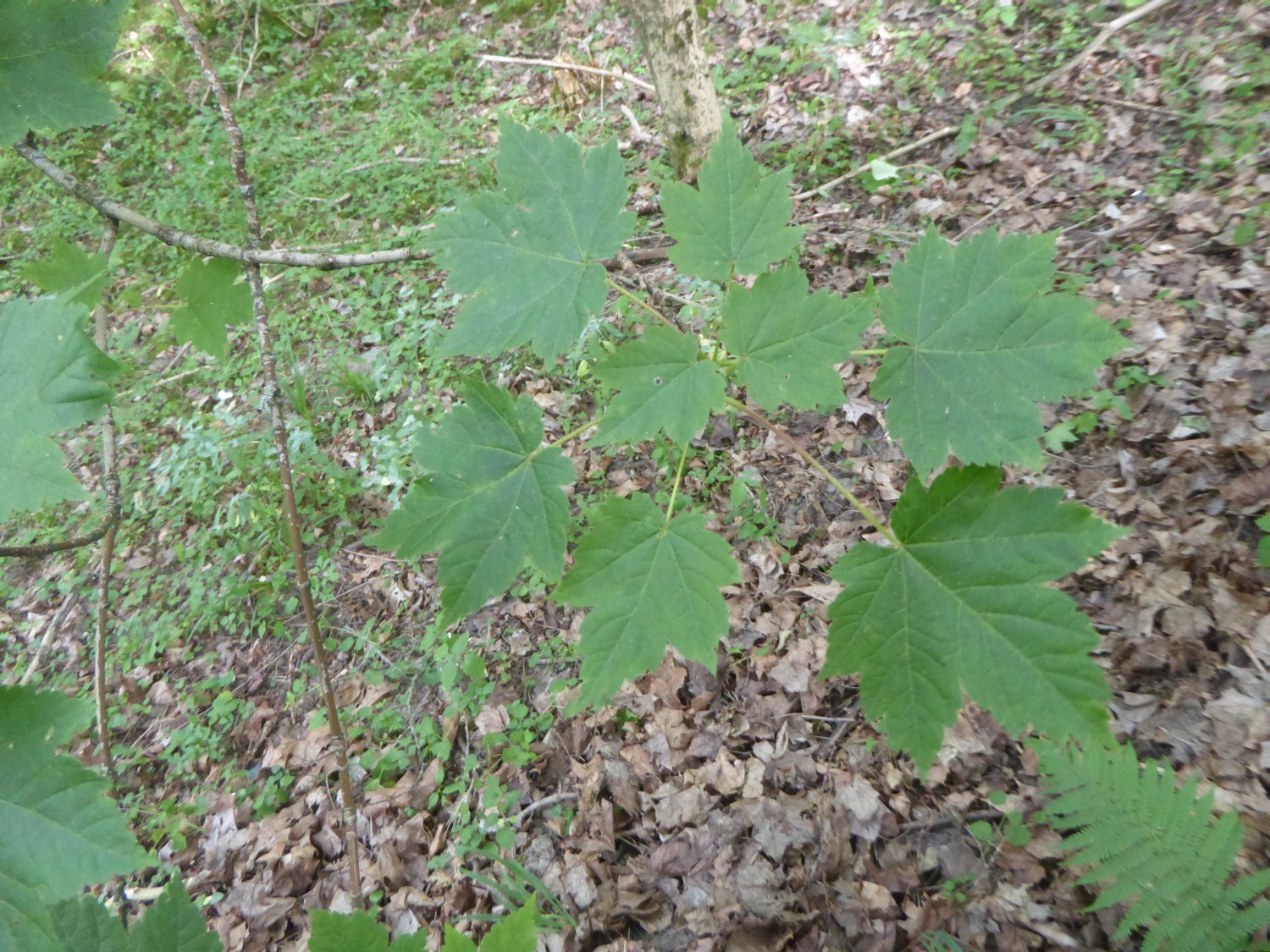 Acer caudatum var. ukurunduense - Tharandt - 2017