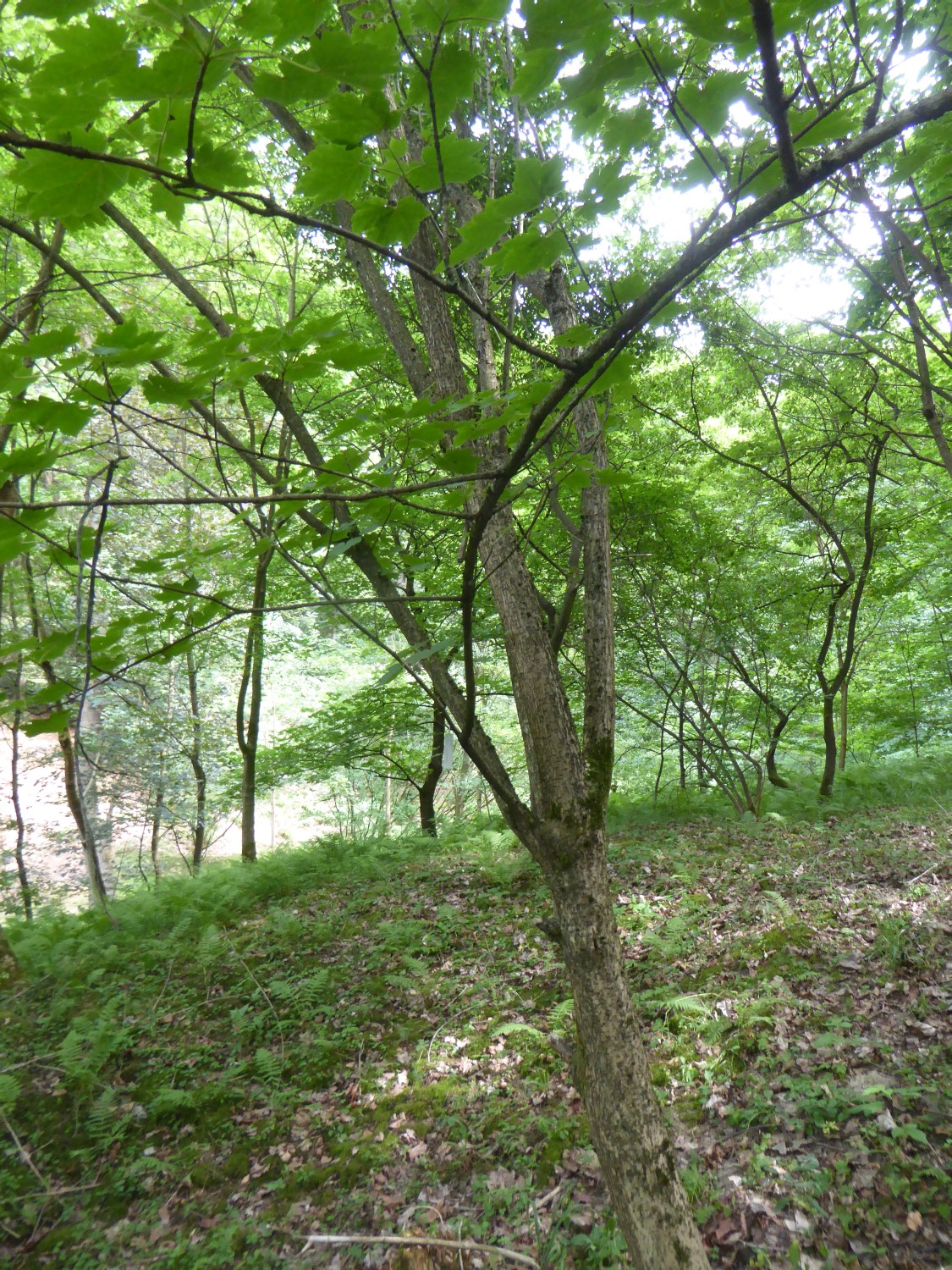 Acer caudatum var. ukurunduense - Tharandt - 2017