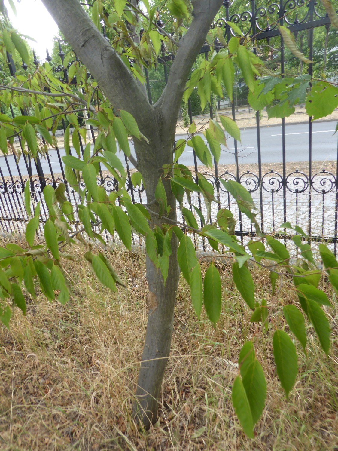 Carpinus laxiflora