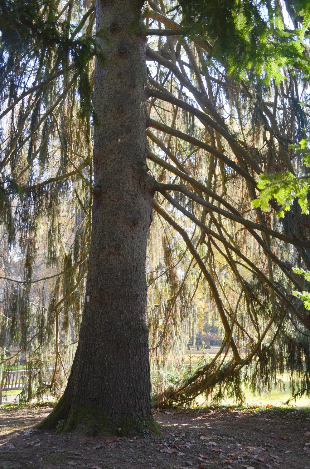 Picea abies 'Viminalis' - Stuttgart-Landesarboretum  - 2018