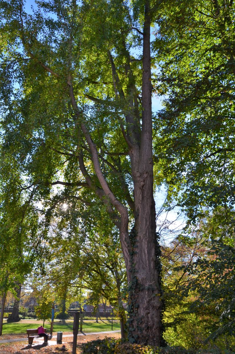 Ginkgo biloba - Viersen - 2020