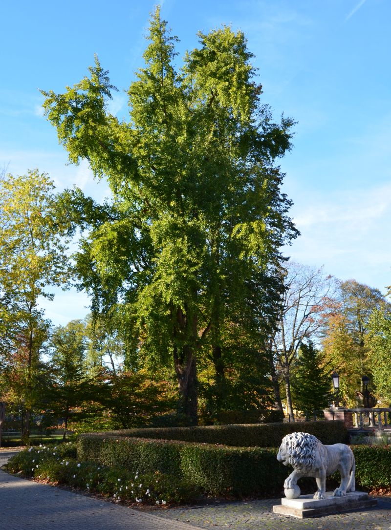 Ginkgo biloba - Viersen - 2020