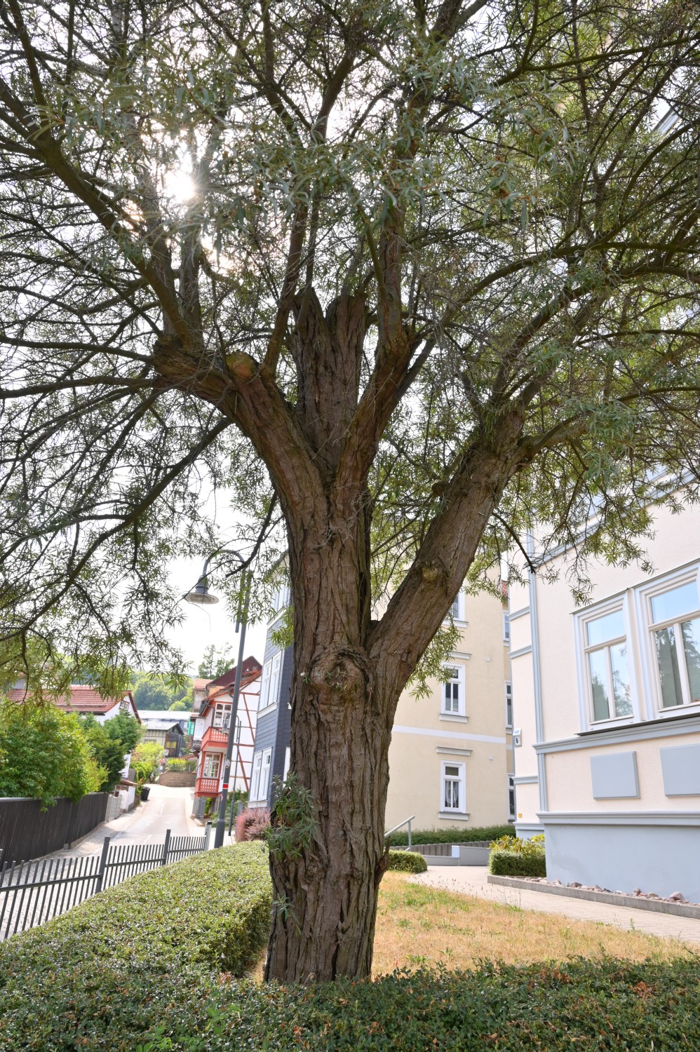 Hippophae rhamnoides - Friedrichroda, Wilhelmstraße - 2022
