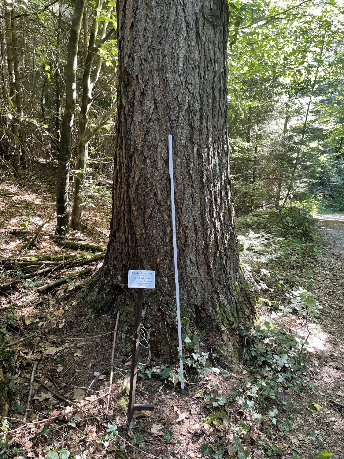 × eurokurilensis Larix