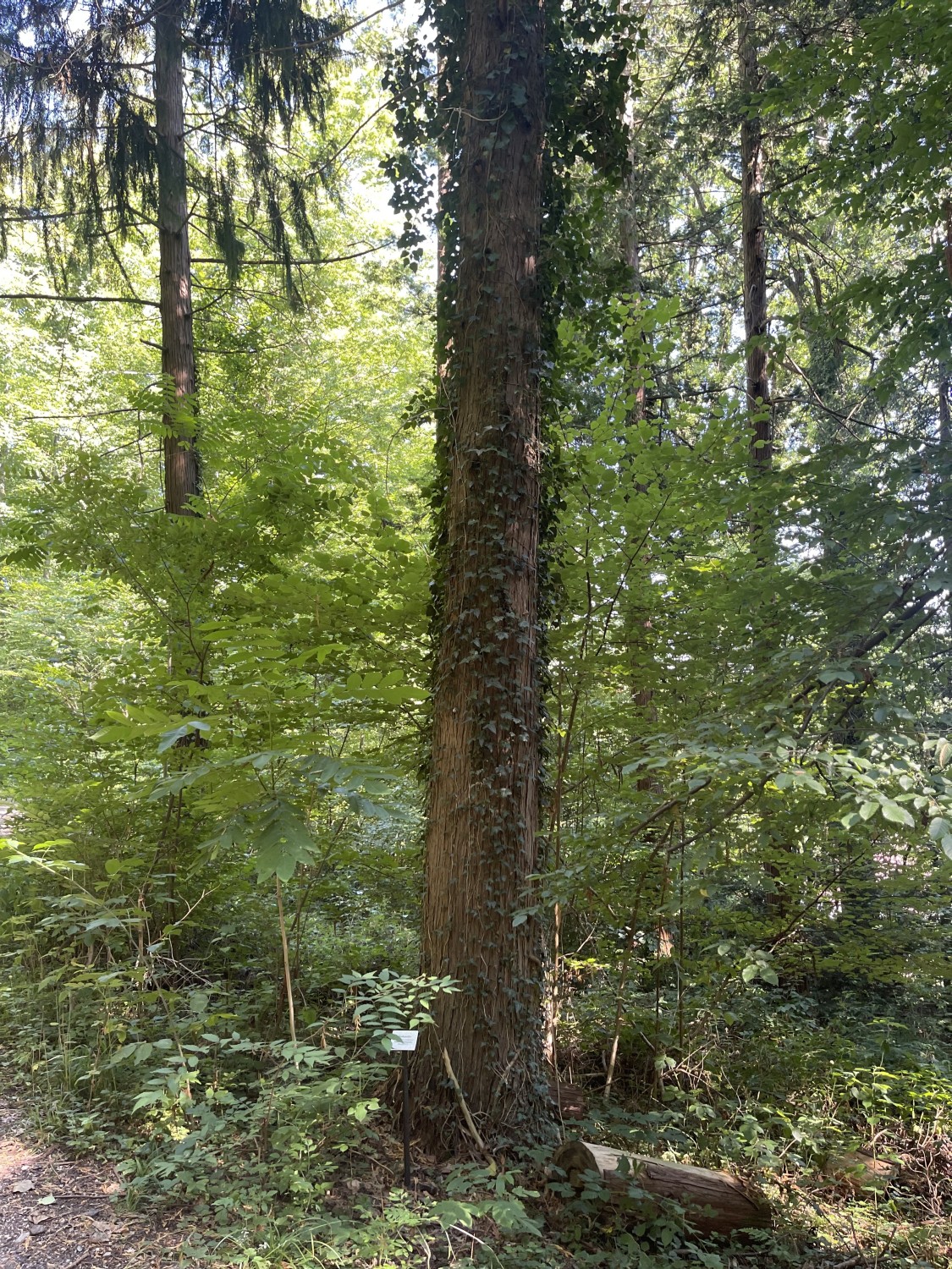 Cupressus nootkatensis