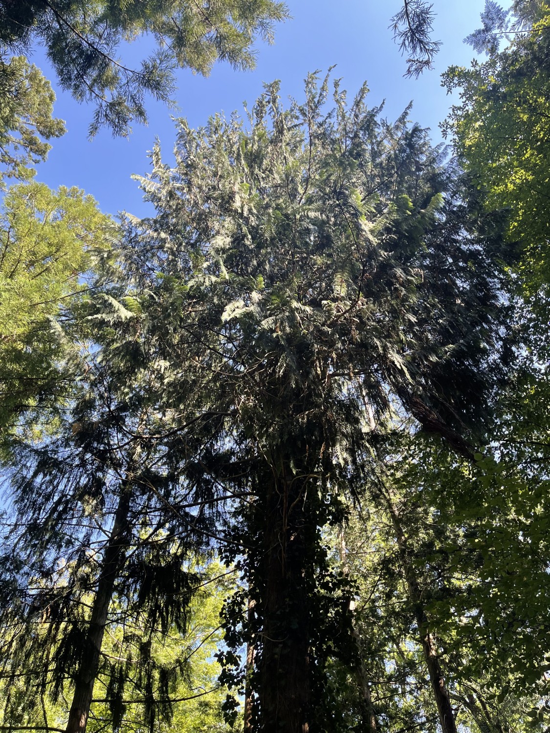 Cupressus nootkatensis - Grafrath - 2022
