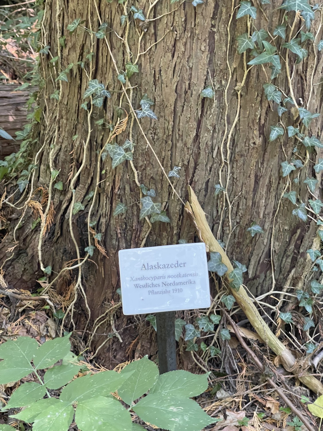 Cupressus nootkatensis - Grafrath - 2022