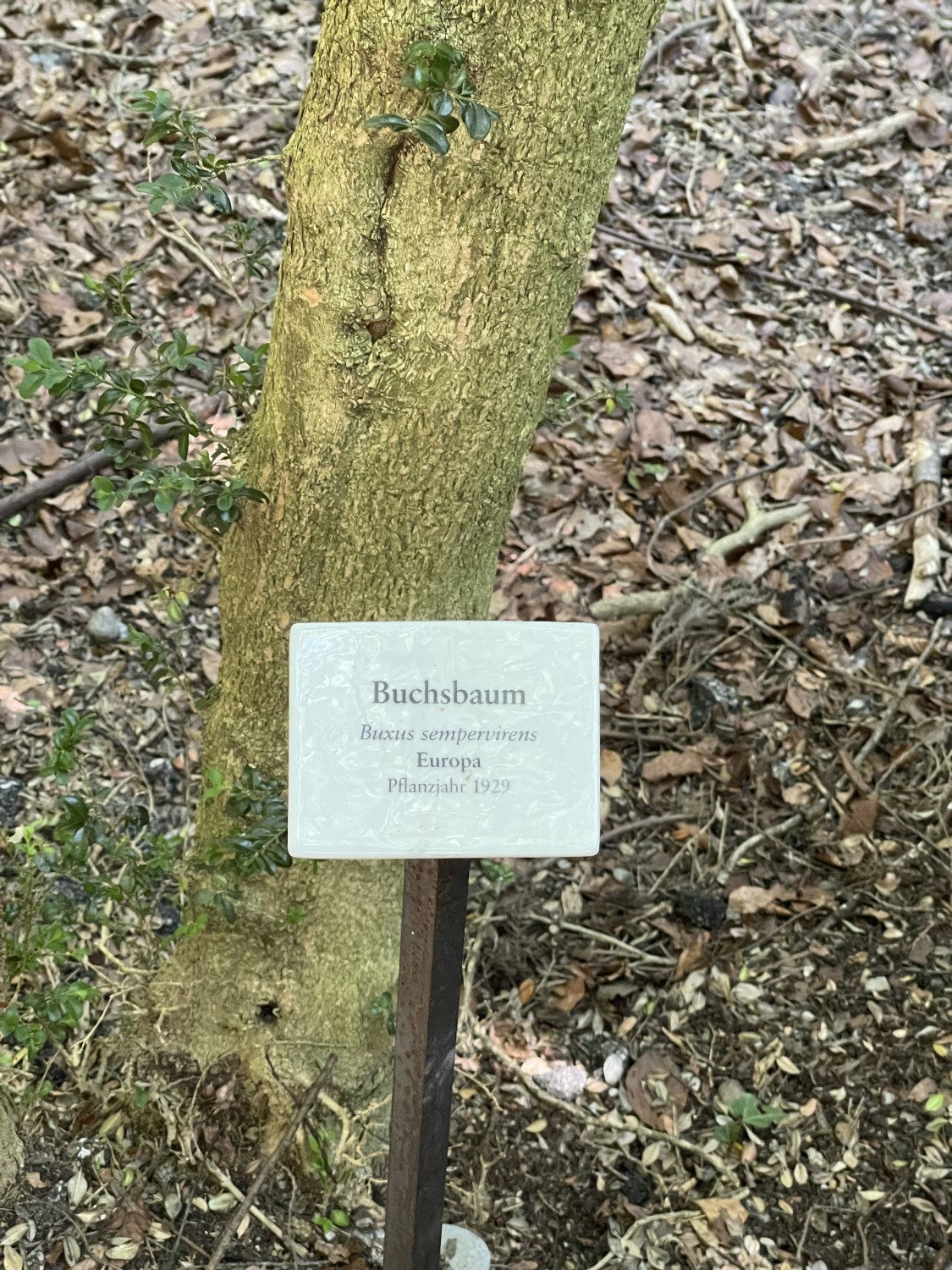 Buxus sempervirens - Grafrath - 2022