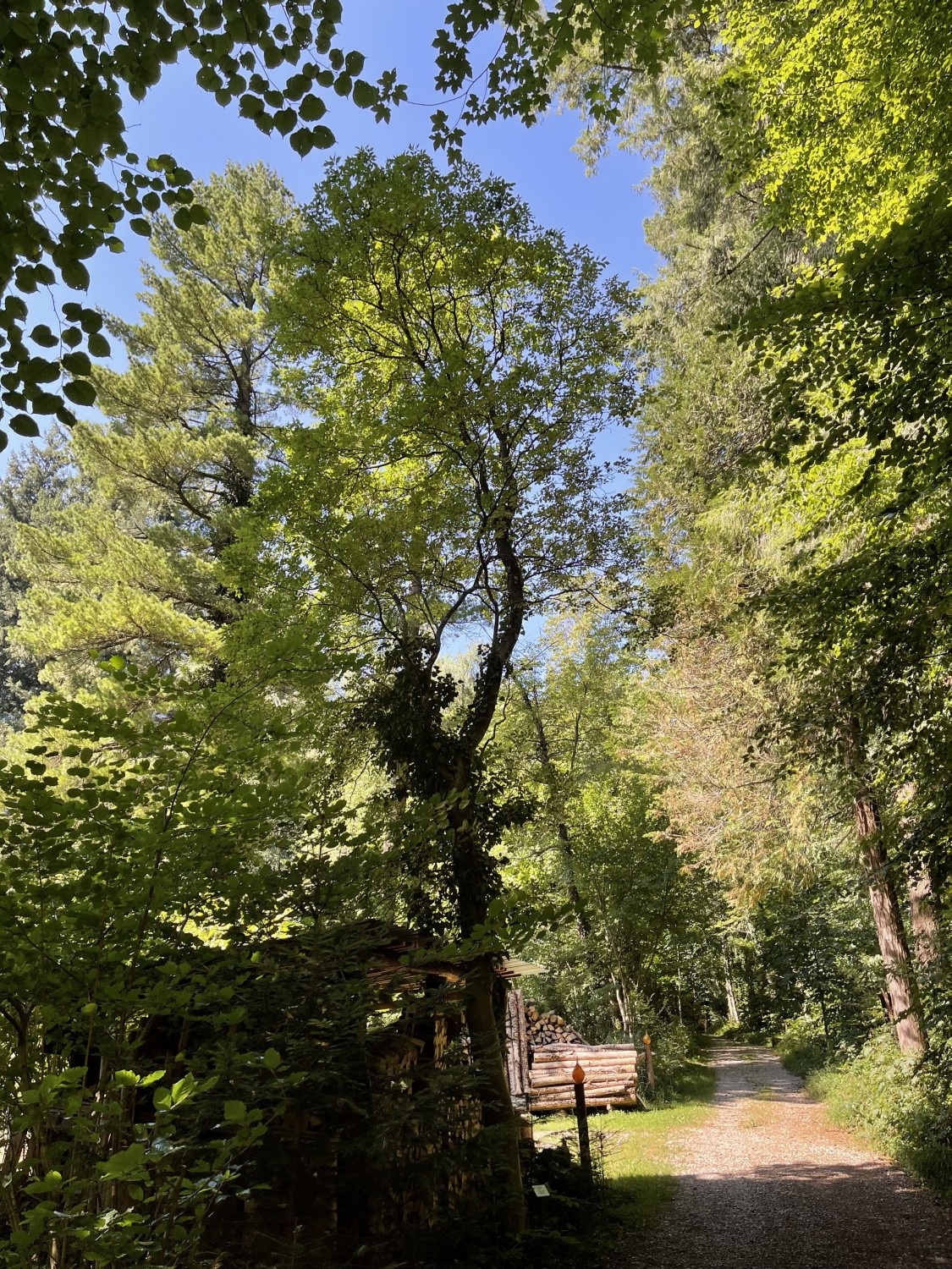 Fraxinus longicuspis