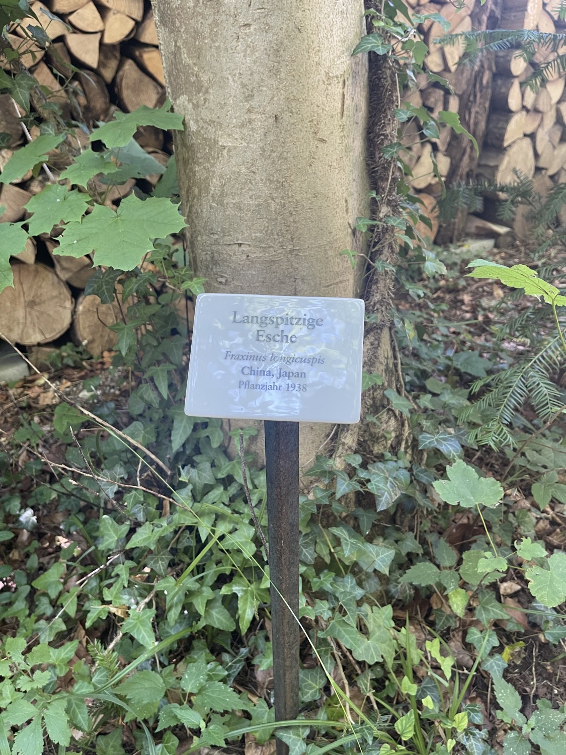 Fraxinus longicuspis - Grafrath - 2022