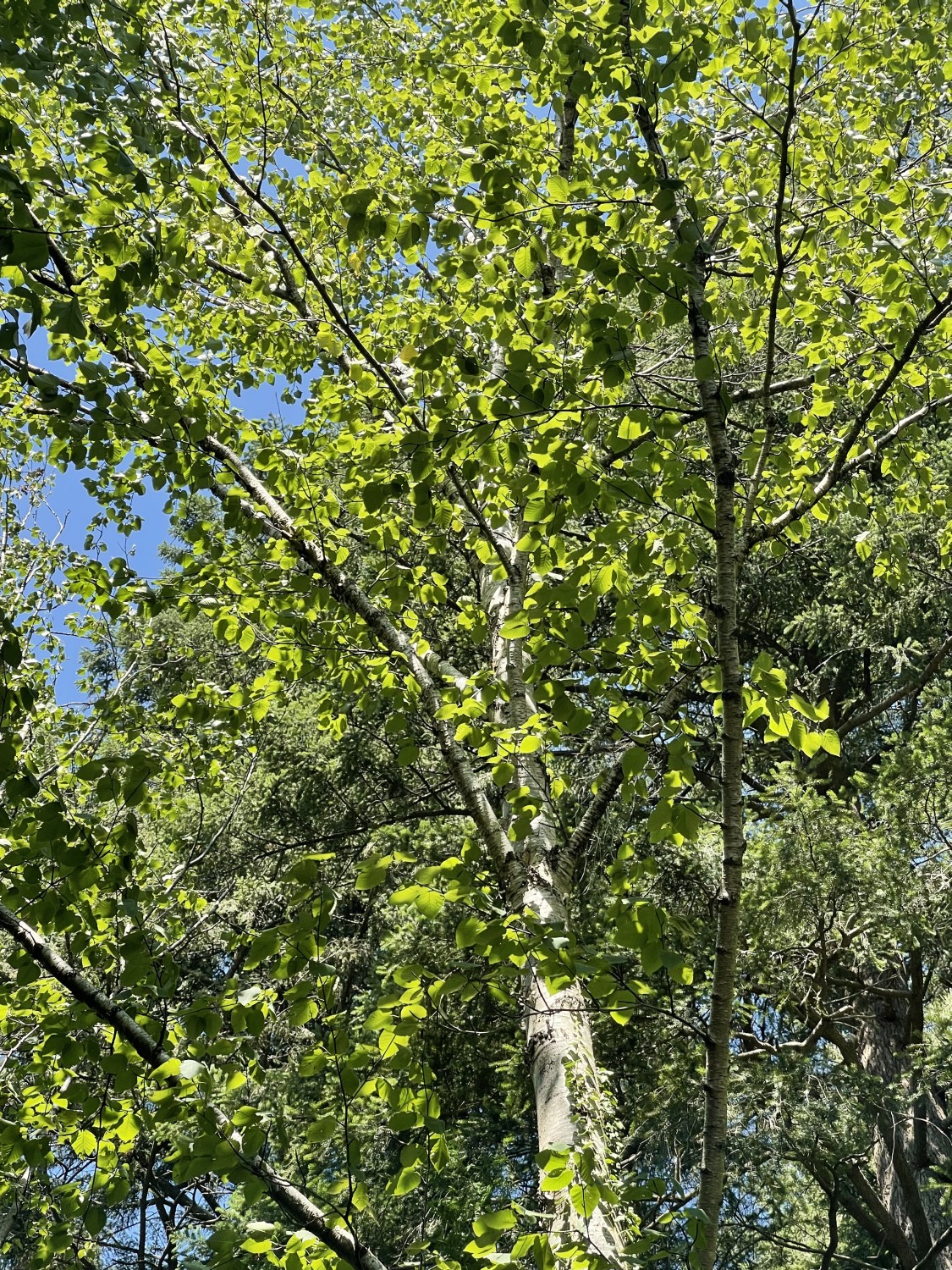 Betula maximowicziana